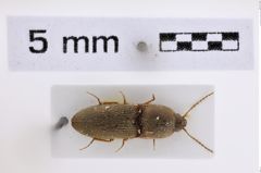 Foto (Dorsalansicht) von Aeoloides holzschuhi (NHMW-ZOO-COL-0008005)